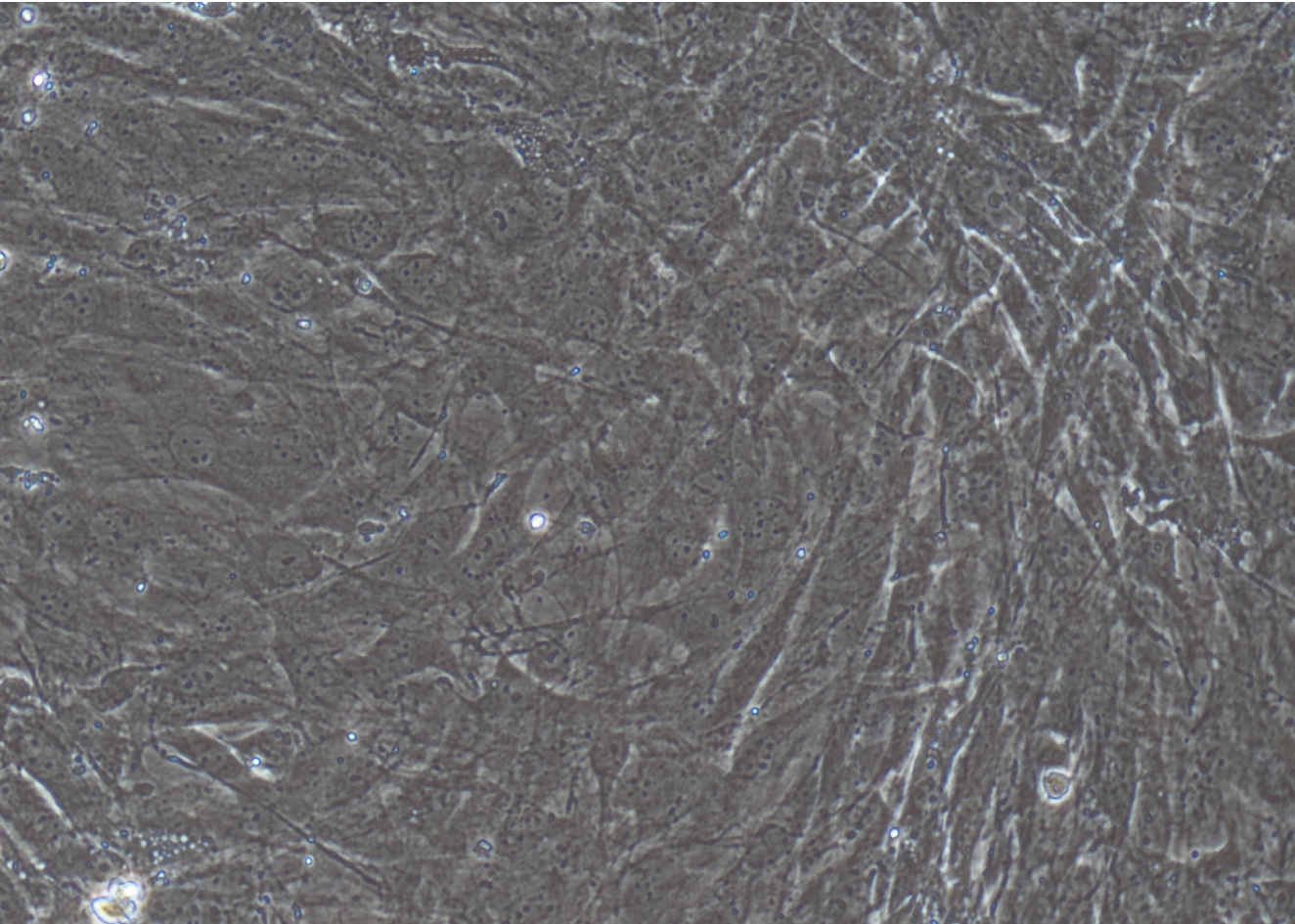 小鼠視網膜muller細胞