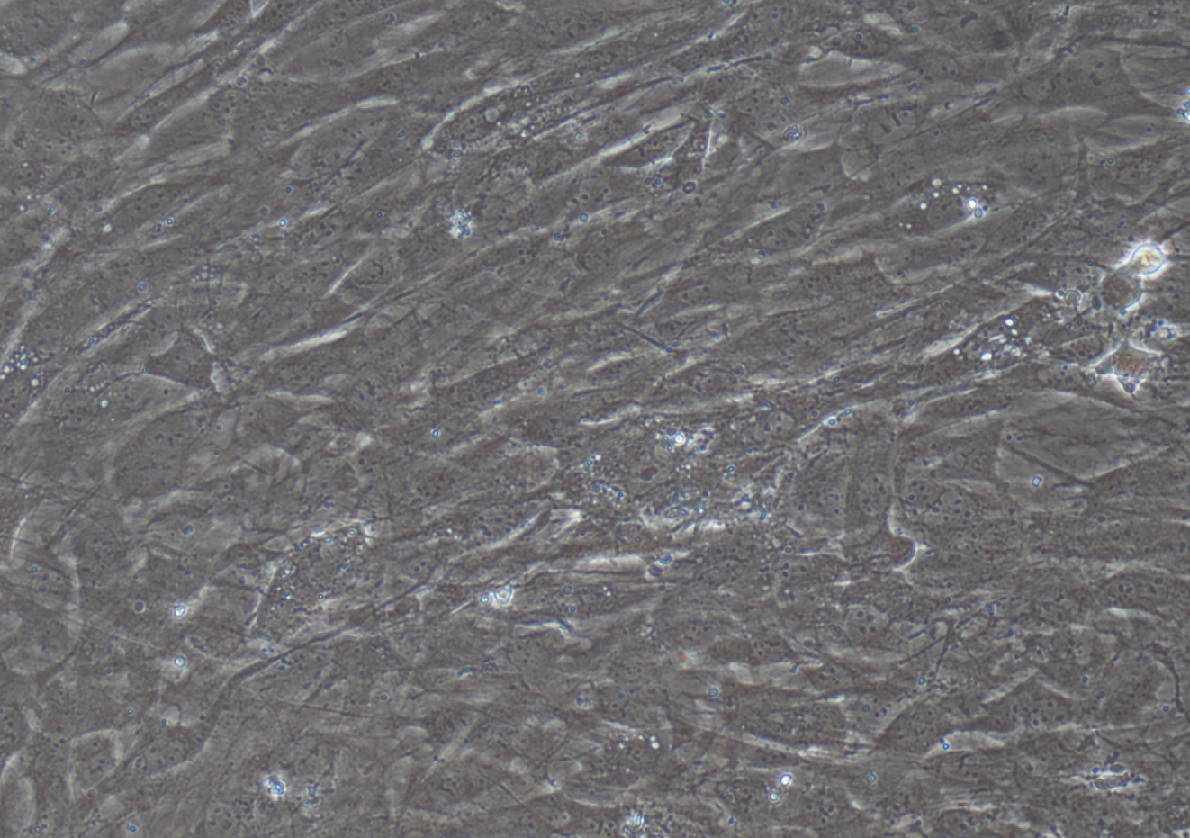 小鼠視網膜muller細胞