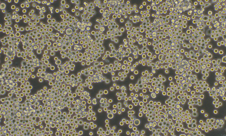 昆蟲卵巢細胞Sf9(種屬鑒定)