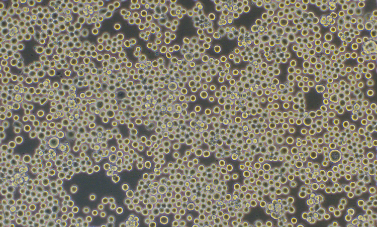 昆蟲卵巢細胞Sf9(種屬鑒定)