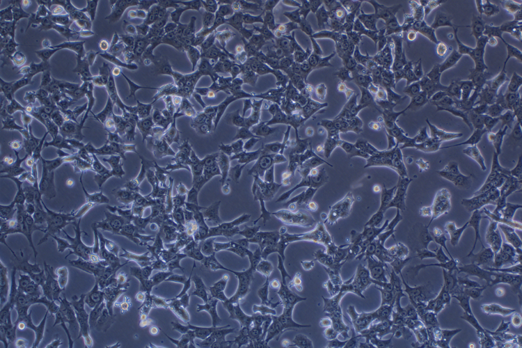小鼠肝癌細胞帶熒光素酶Hepa 1-6+LUC(種屬鑒定)