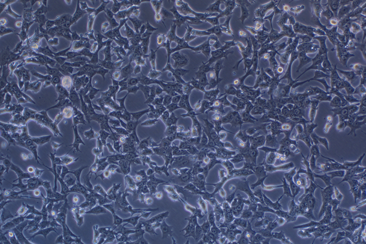 小鼠肝癌細胞帶熒光素酶Hepa 1-6+LUC(種屬鑒定)