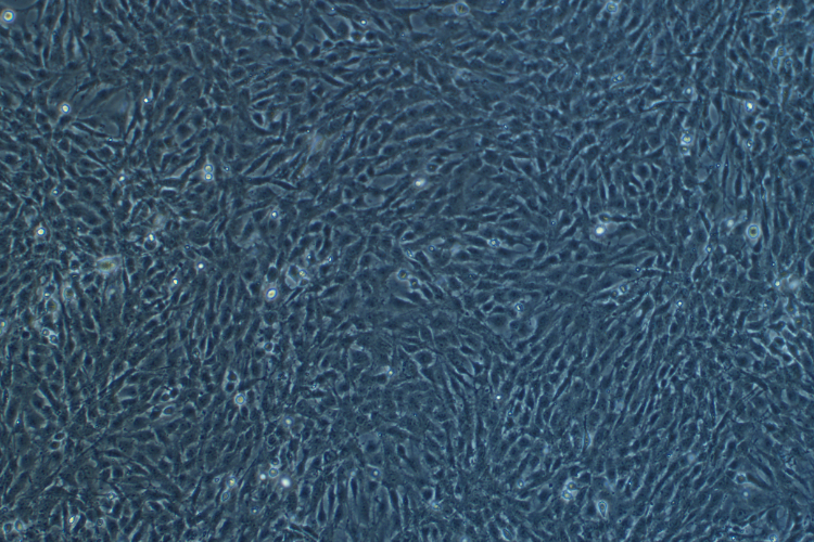大鼠少突膠質前體細胞系OLN-93(種屬鑒定)