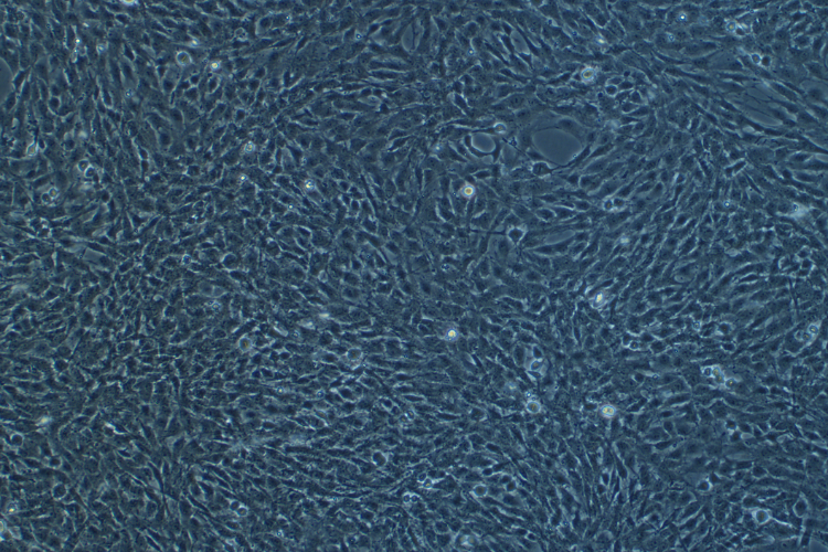 大鼠少突膠質前體細胞系OLN-93(種屬鑒定)