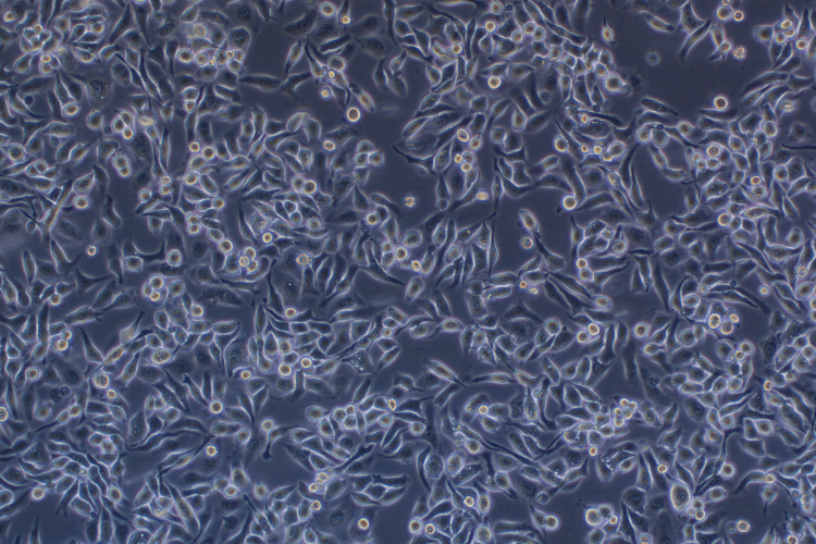 吉非替尼耐藥PC-9GR(STR鑒定正確)