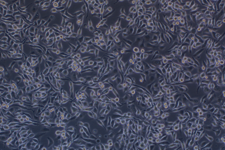 吉非替尼耐藥PC-9GR(STR鑒定正確)