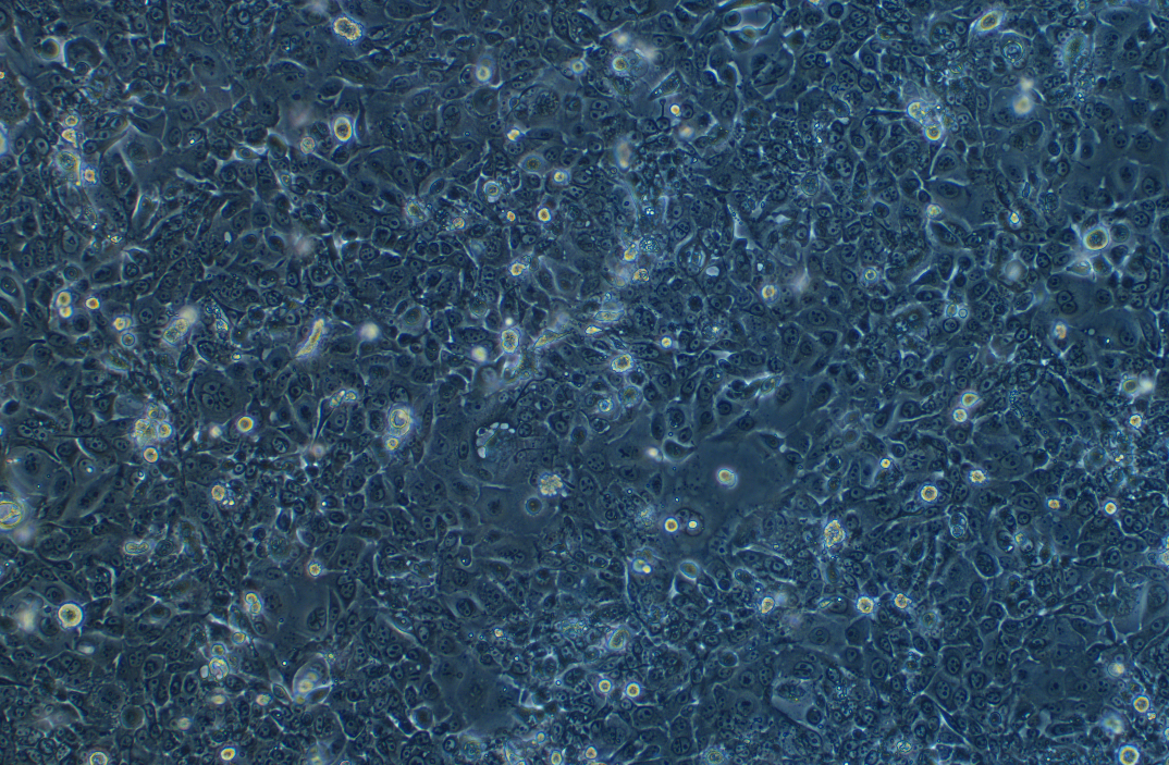 山羊乳腺上皮細胞永生化