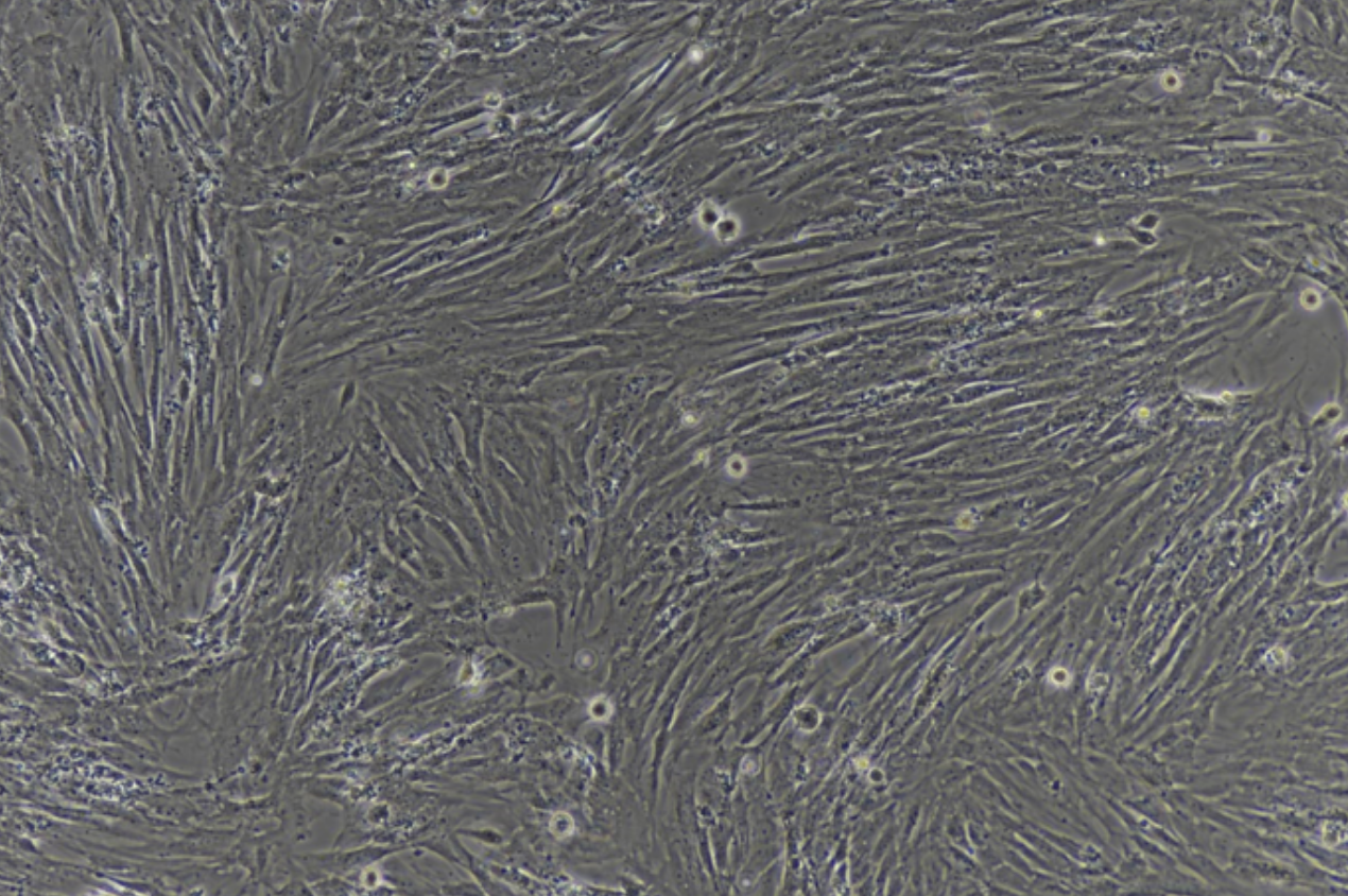 大鼠肺動(dòng)脈平滑肌細(xì)胞