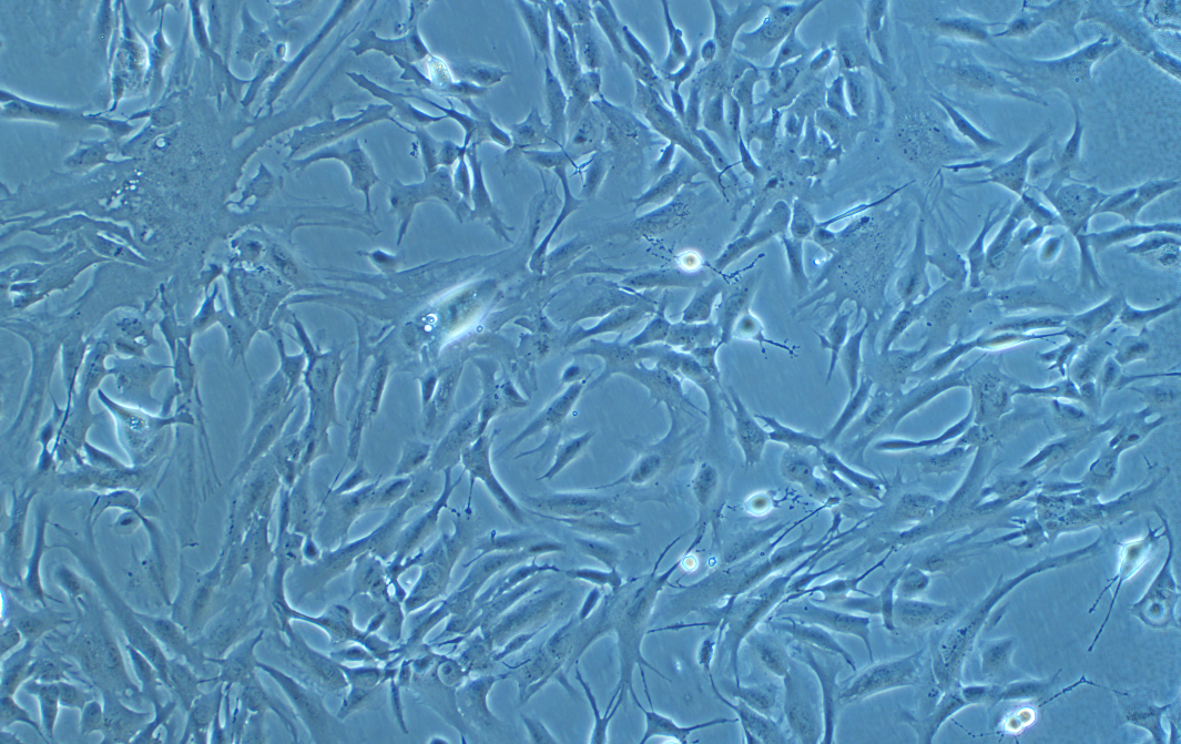 魚鰓細胞系 RTgill-W1 (ATCC CRL-2523)