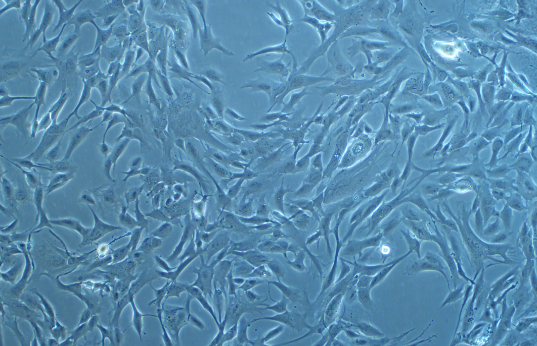 魚鰓細胞系 RTgill-W1 (ATCC CRL-2523)