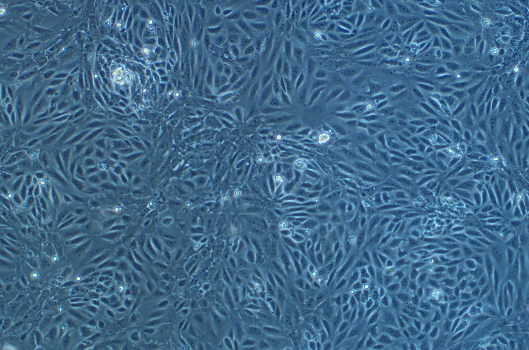 小鼠甲狀腺上皮細胞
