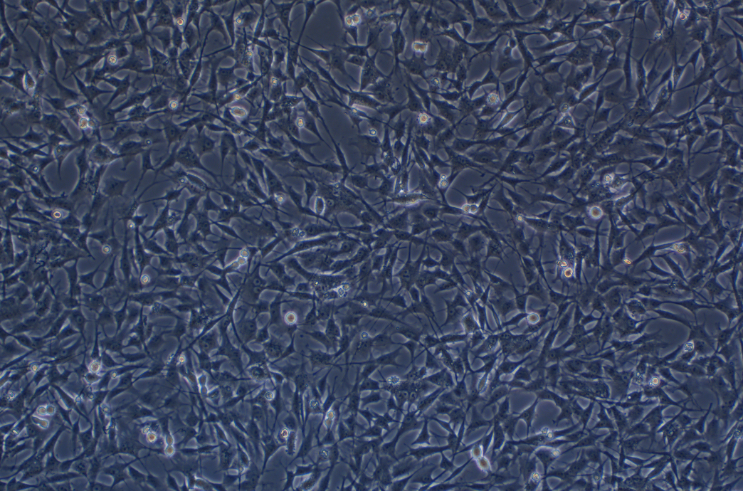 大鼠空腸膠質(zhì)細(xì)胞EGC CRL-2690(種屬鑒定)