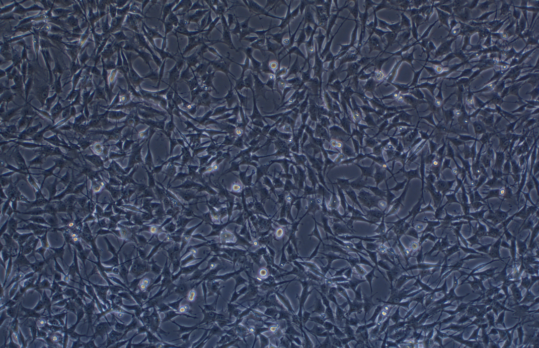 大鼠空腸膠質(zhì)細(xì)胞EGC CRL-2690(種屬鑒定)