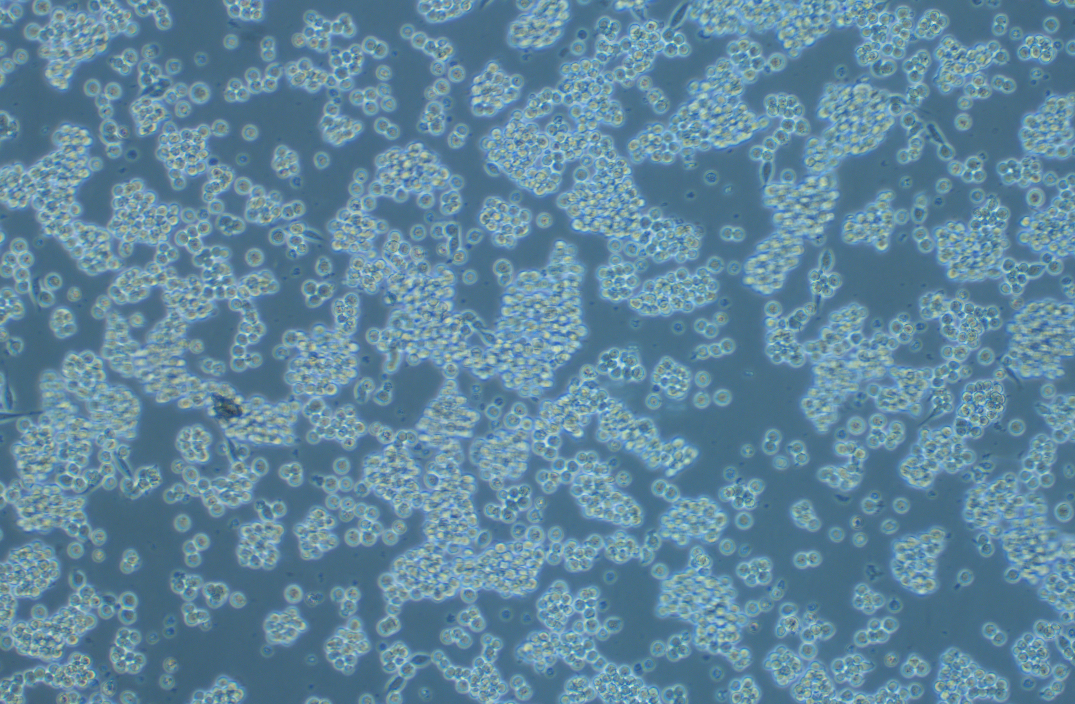 絨猴EBV轉化的白細胞B95-8(種屬鑒定)