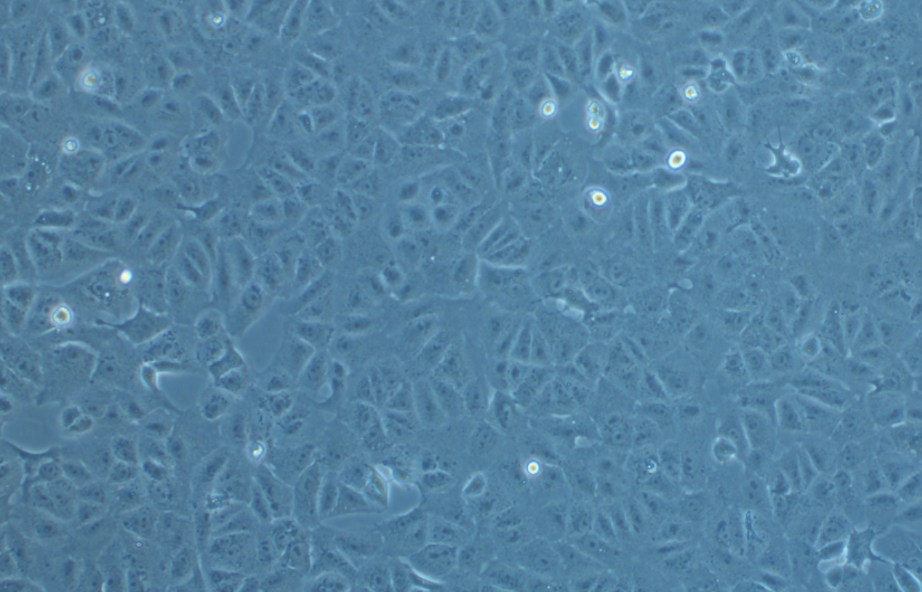 非洲綠猴腎細胞VEROC1008(E6)(種屬鑒定)