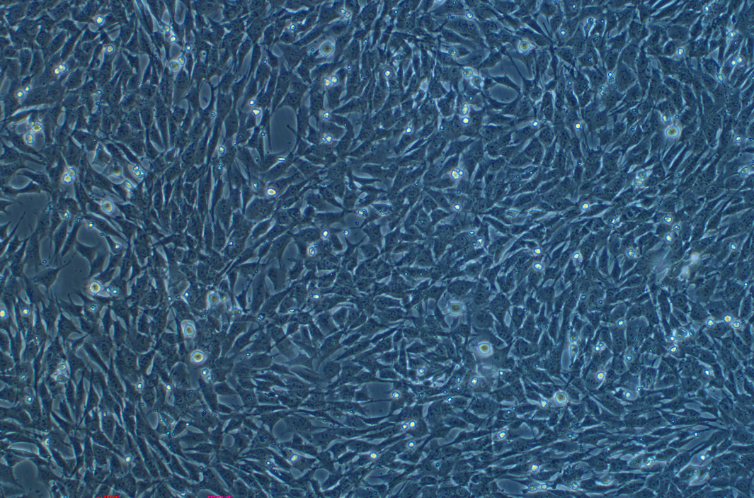 小鼠腎小管上皮細胞TCMK-1(種屬鑒定)