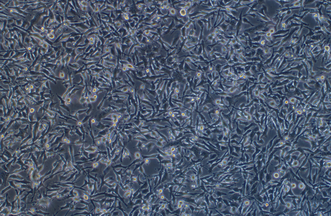小鼠腎小球系膜細胞SV40-MES-13?(種屬鑒定)