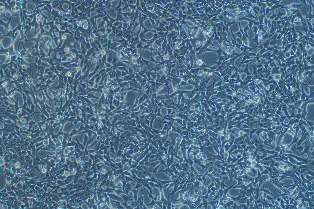 小鼠腎小球系膜細胞SV40-MES-13?(種屬鑒定)