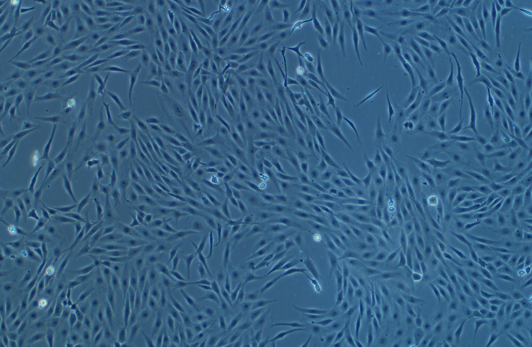 斑馬魚胚胎成纖維細胞pac2(種屬鑒定)