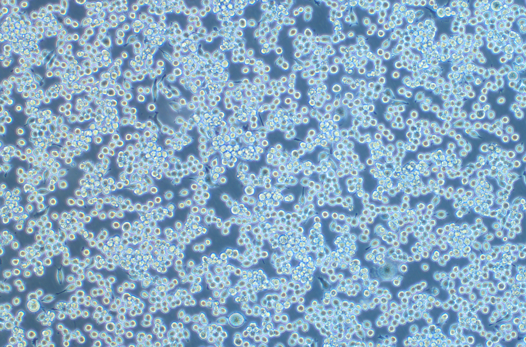 小鼠小膠質(zhì)細胞Bv-2 (種屬鑒定)