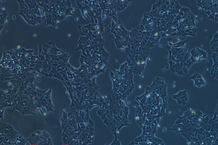 小鼠下丘腦神經(jīng)元細(xì)胞GT1-7(種屬鑒定)
