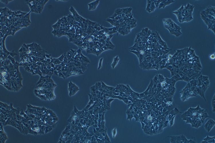 小鼠下丘腦神經(jīng)元細(xì)胞GT1-7(種屬鑒定)