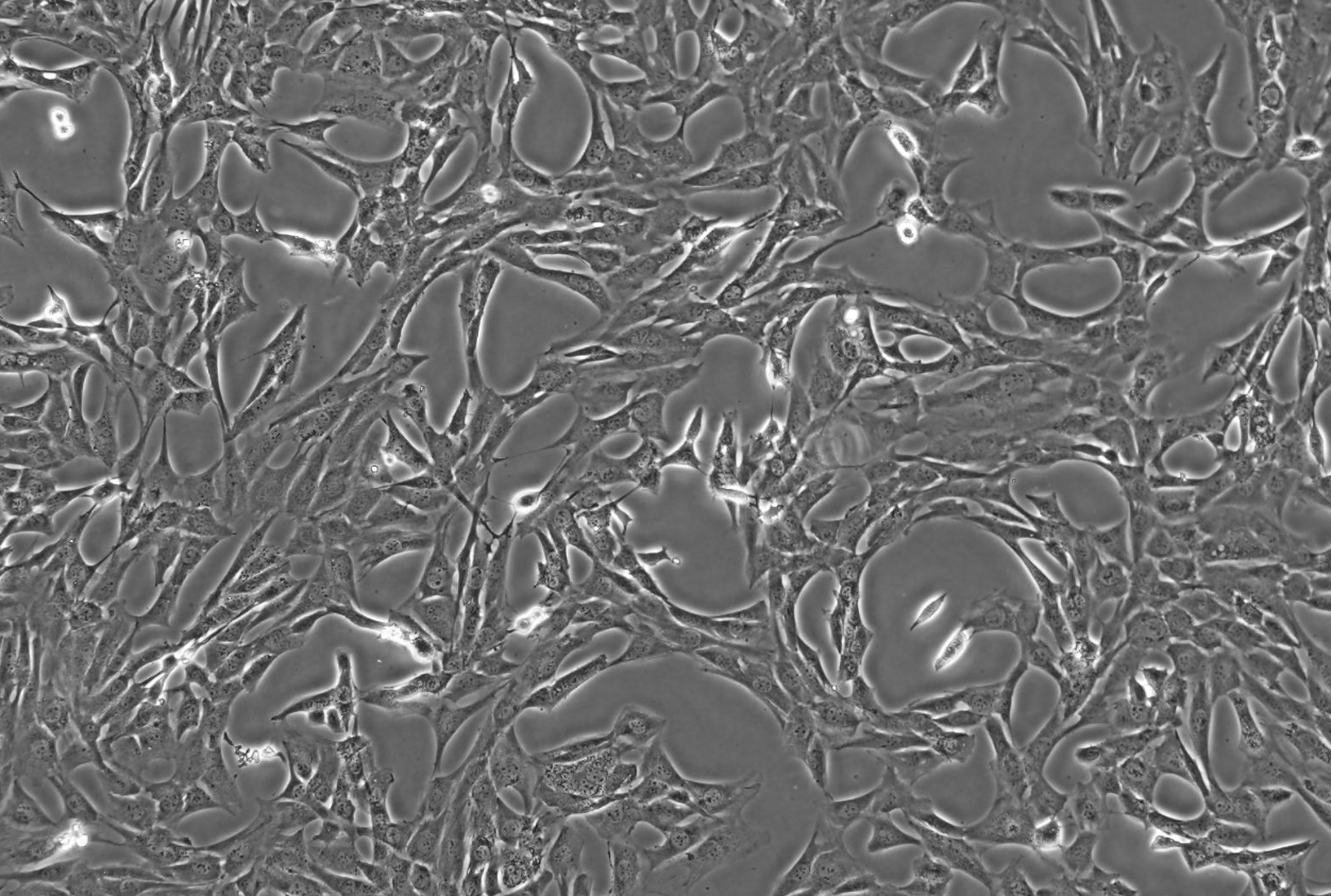 小鼠胚成纖維細胞SYF
