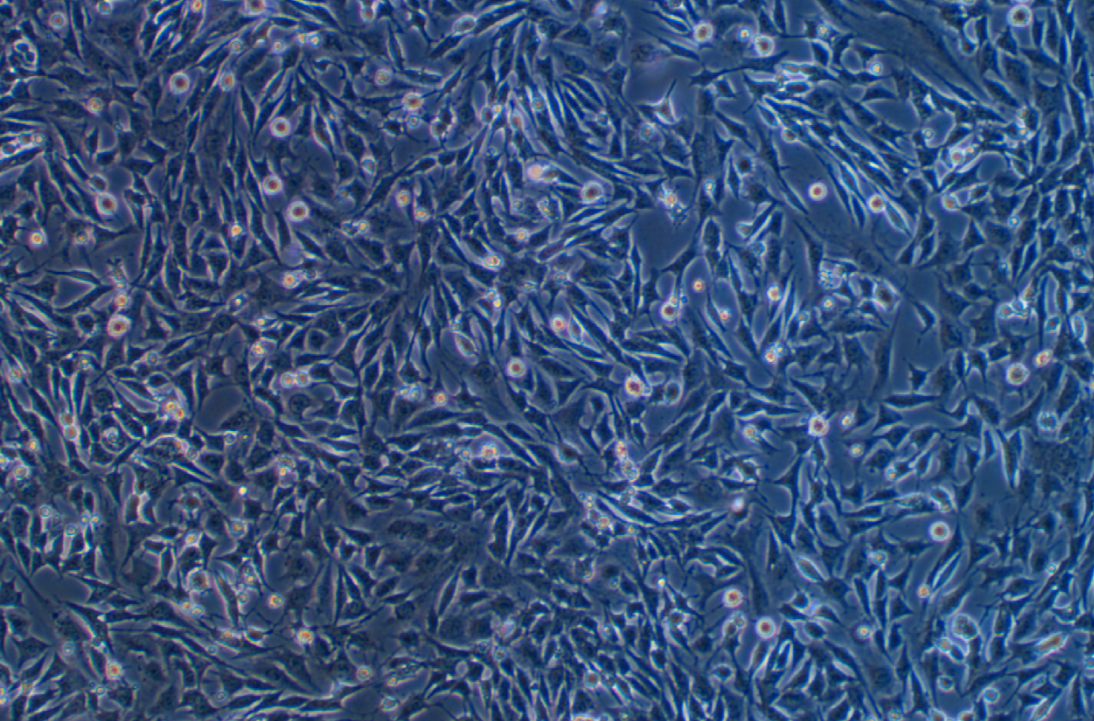 小鼠胚胎瘤細(xì)胞ATDC5(種屬鑒定)