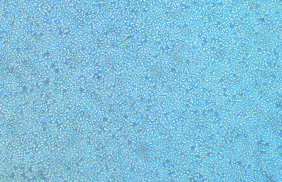 果蠅胚胎細(xì)胞S2(種屬鑒定)