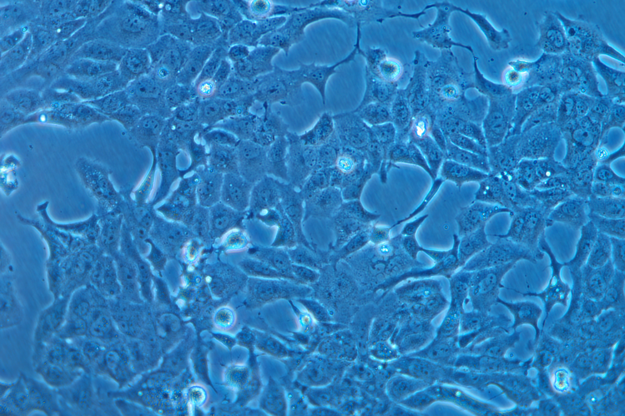 (小鼠心肌細胞)HL-1(STR鑒定正確)