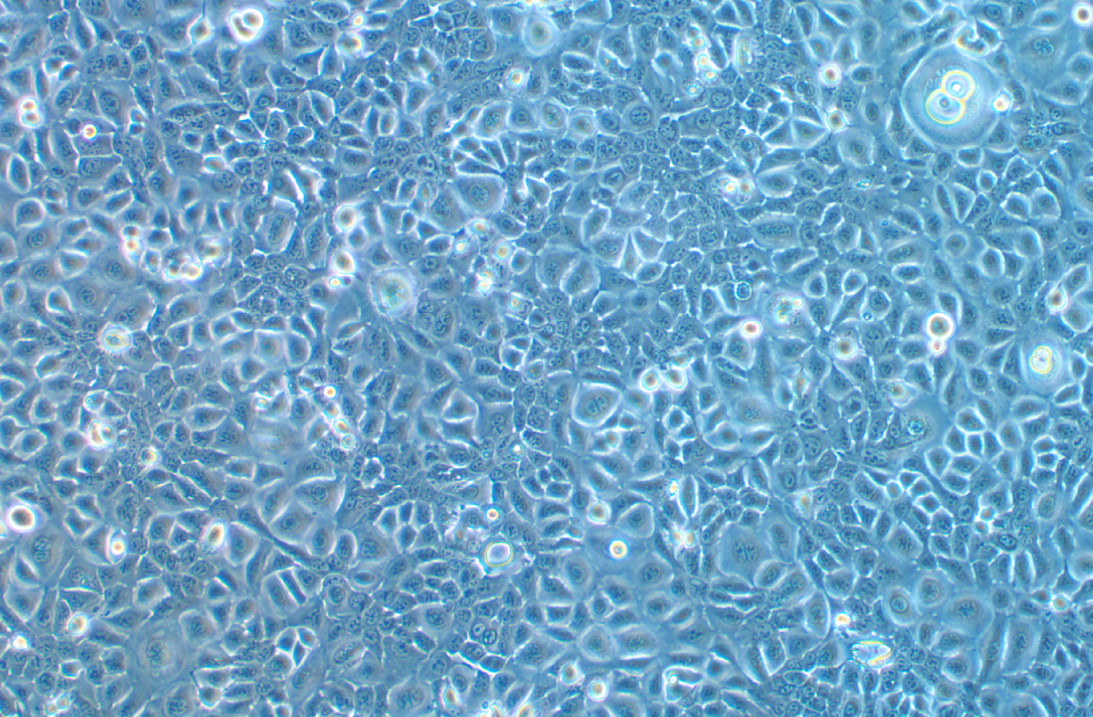 小鼠乳腺上皮細胞