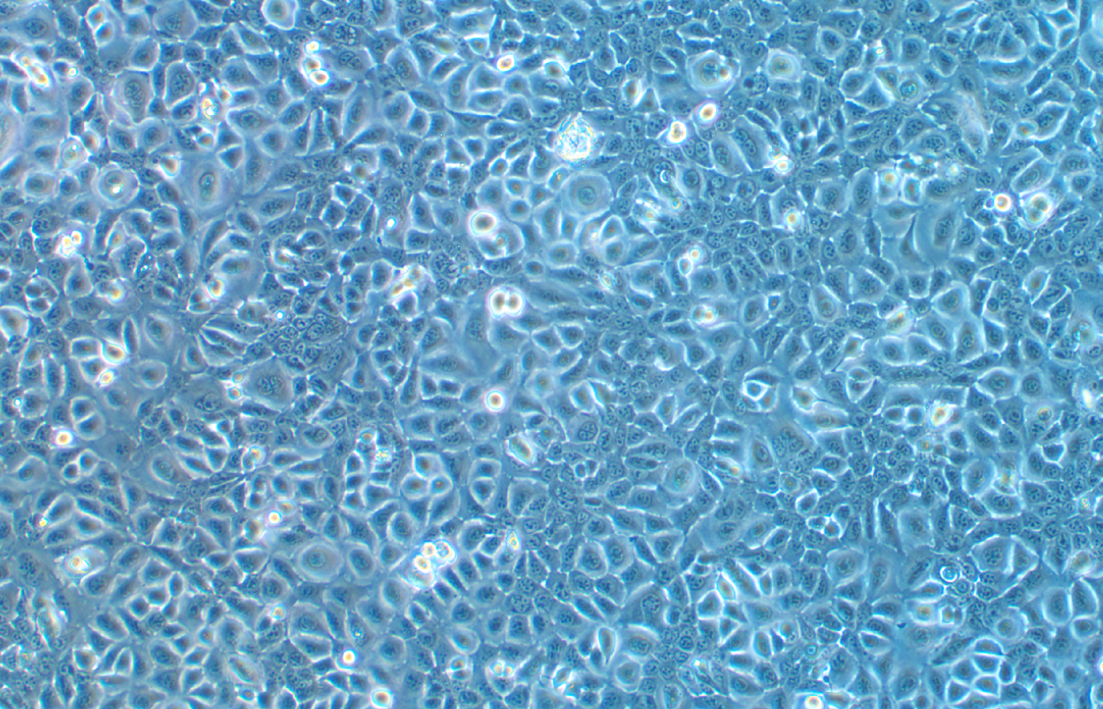 小鼠乳腺上皮細胞