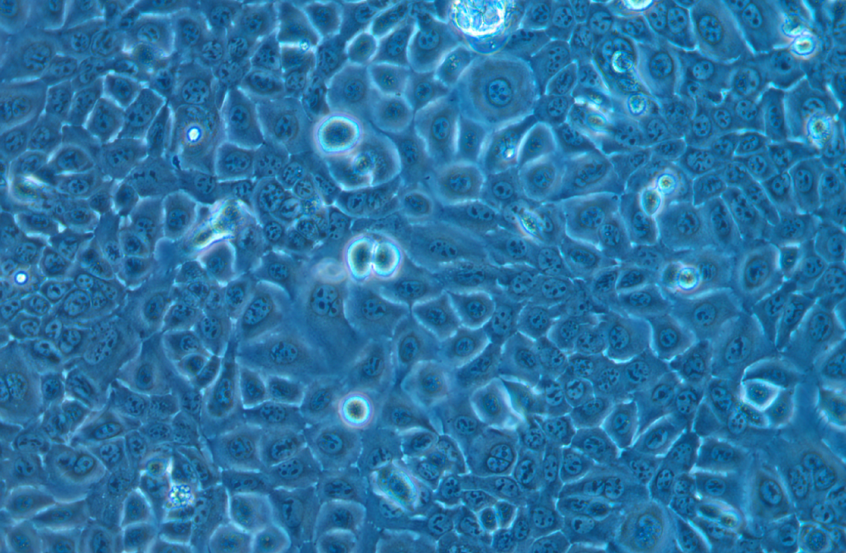 小鼠乳腺上皮細胞