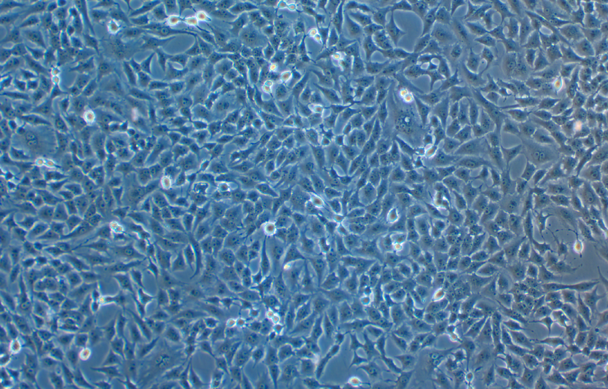 貂肺上皮細胞Mv.1.Lu(NBL-7)(種屬鑒定)