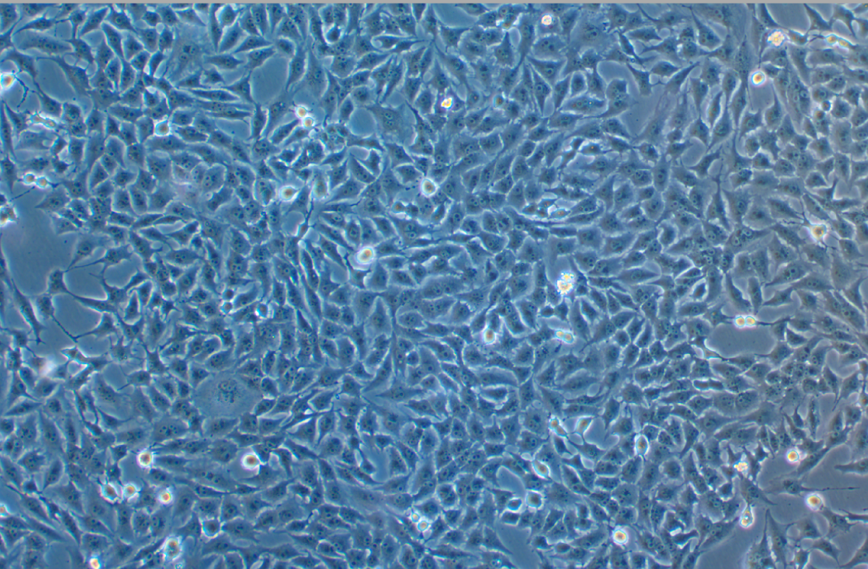 貂肺上皮細胞Mv.1.Lu(NBL-7)(種屬鑒定)