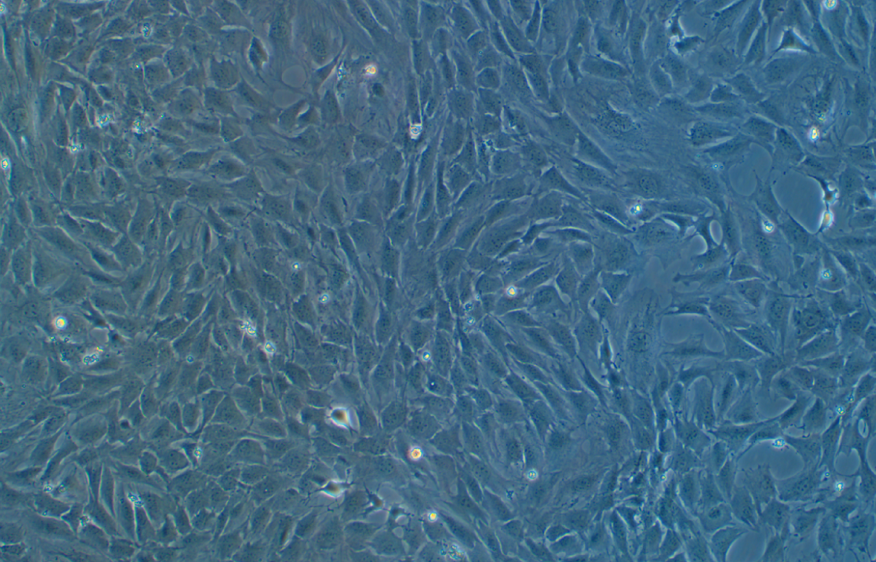 小鼠胚胎成纖維細(xì)胞C3H/10T1/2, Clone 8(種屬鑒定)