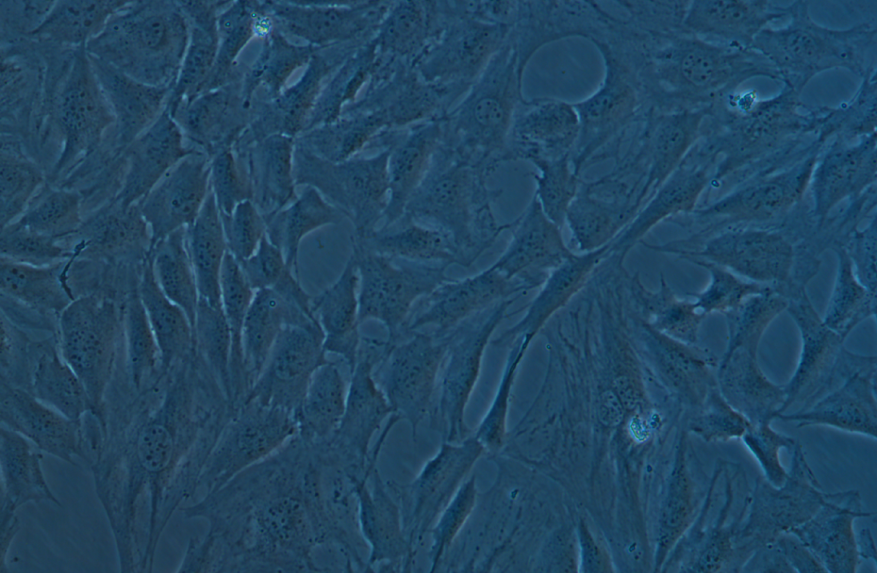 小鼠胚胎成纖維細(xì)胞C3H/10T1/2, Clone 8(種屬鑒定)