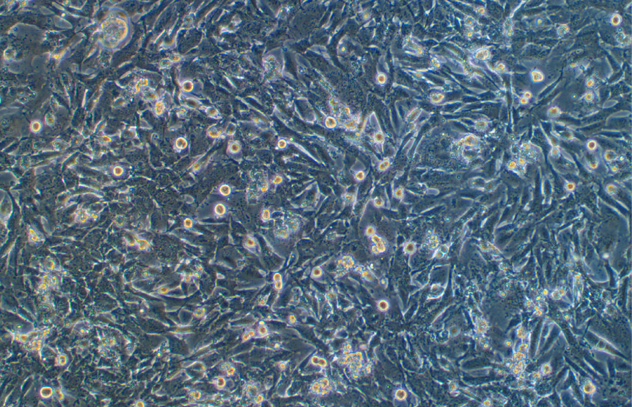 小鼠膠質(zhì)瘤細胞GL261(種屬鑒定)