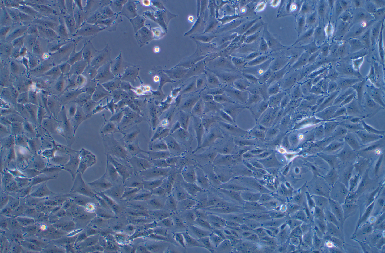 豬內皮細胞PED(種屬鑒定)