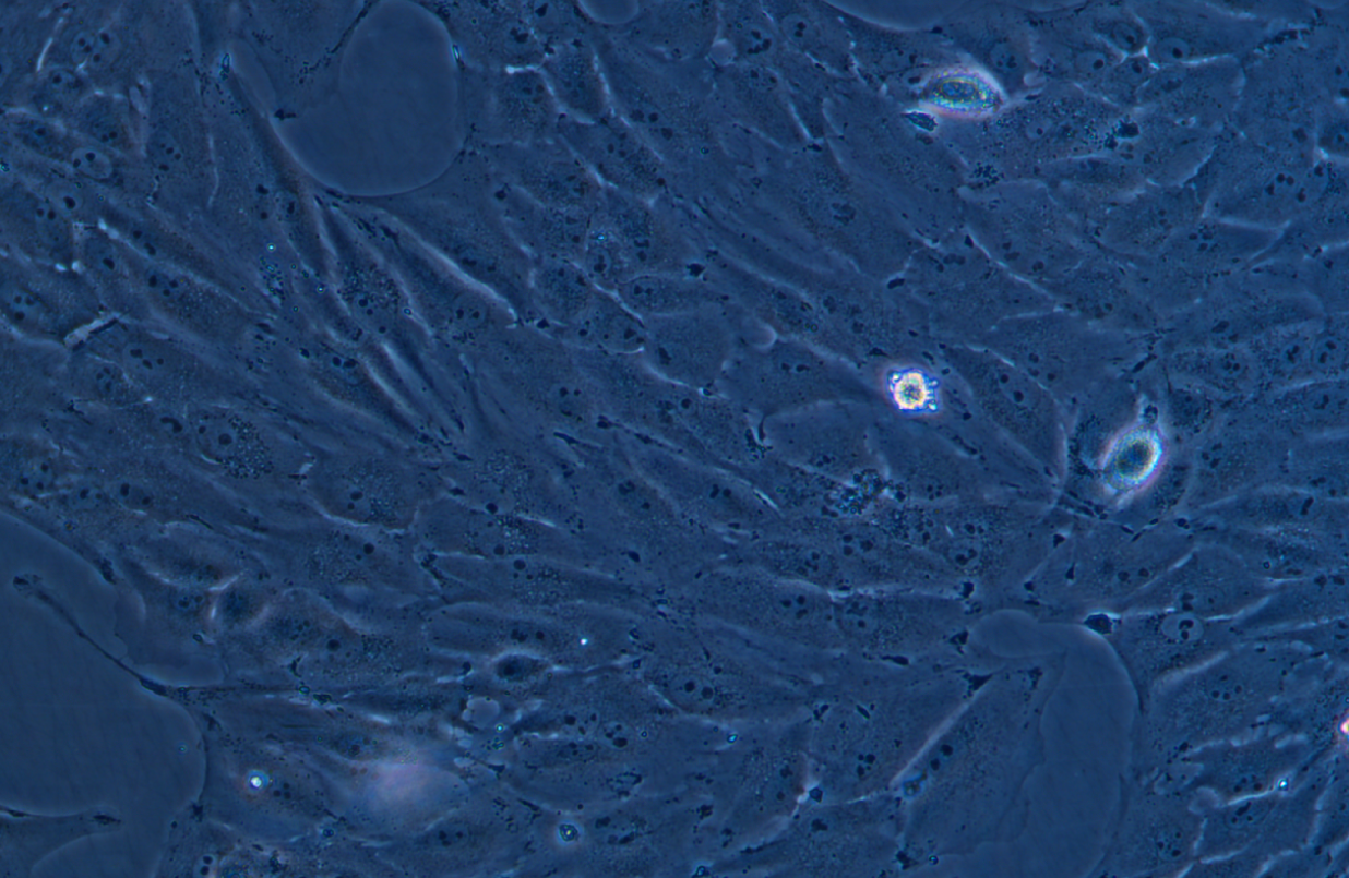 豬內皮細胞PED(種屬鑒定)