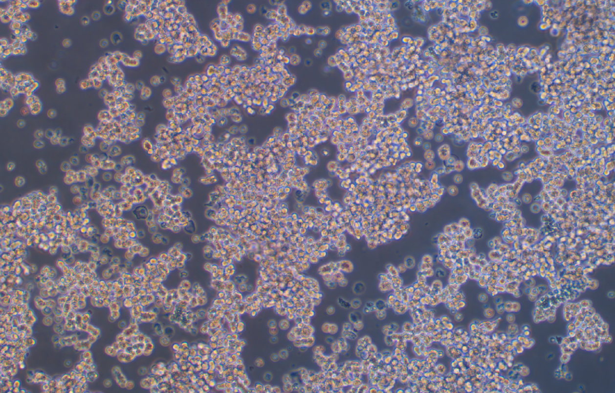 大鼠垂體瘤細(xì)胞MMQ(種屬鑒定)