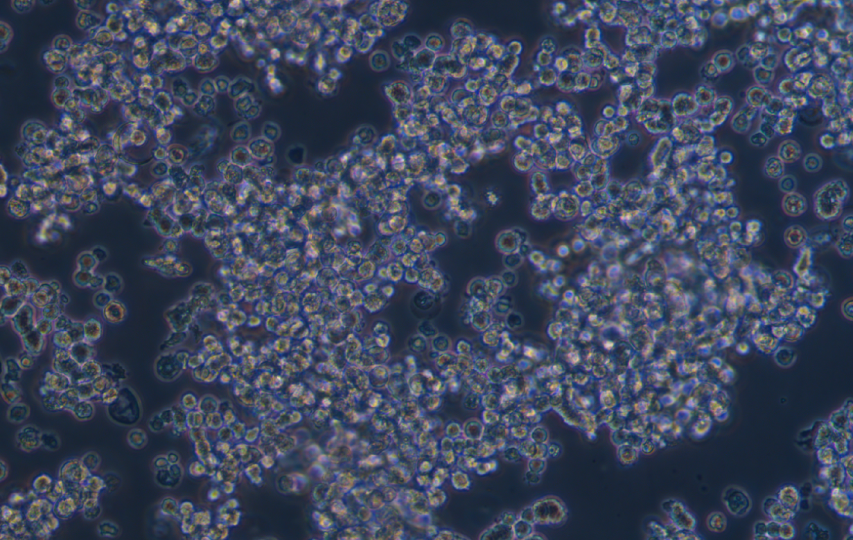 大鼠垂體瘤細(xì)胞MMQ(種屬鑒定)