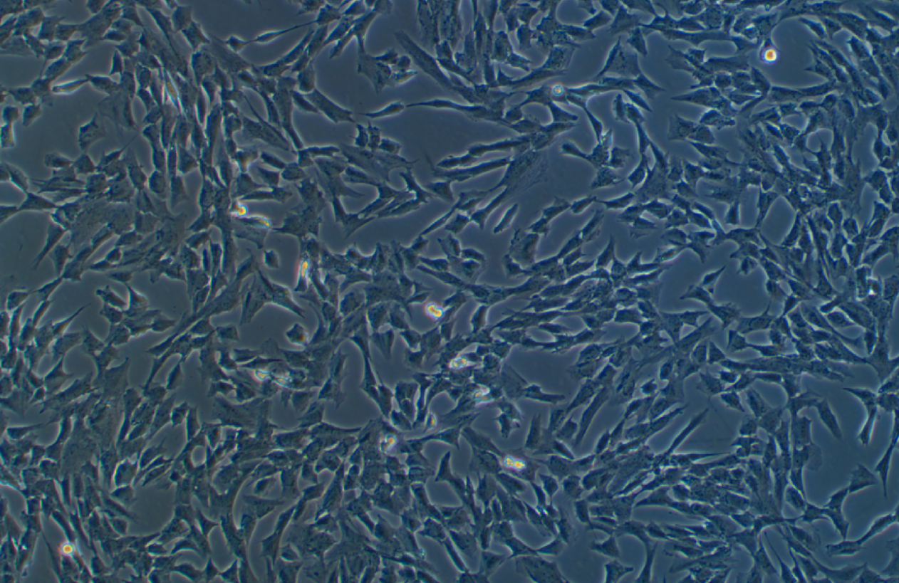 原代比格犬軟骨細胞