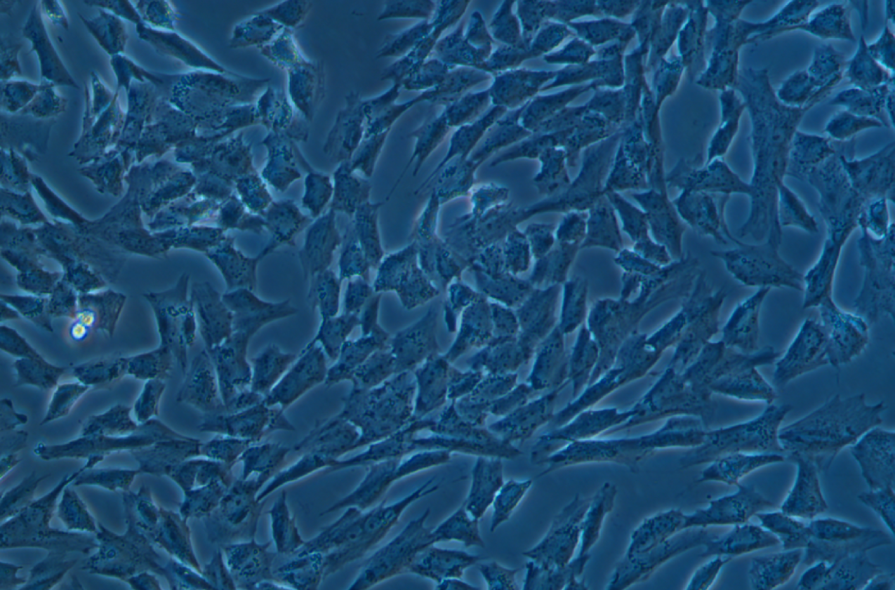 原代比格犬軟骨細胞