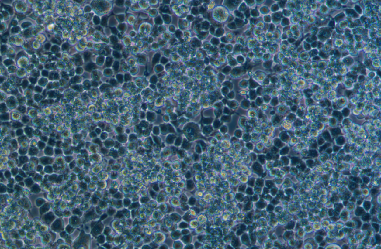 大鼠小膠質(zhì)細(xì)胞HAPI(種屬鑒定)