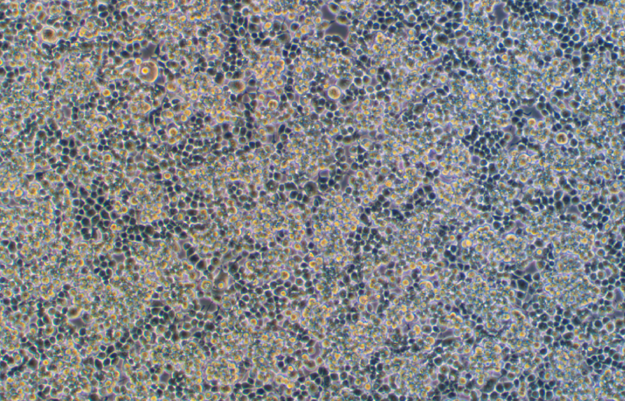 大鼠小膠質(zhì)細(xì)胞HAPI(種屬鑒定)