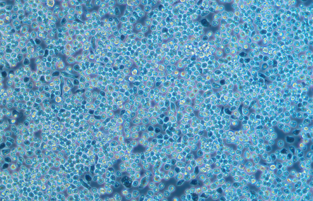 果蠅胚胎細(xì)胞S2(種屬鑒定)