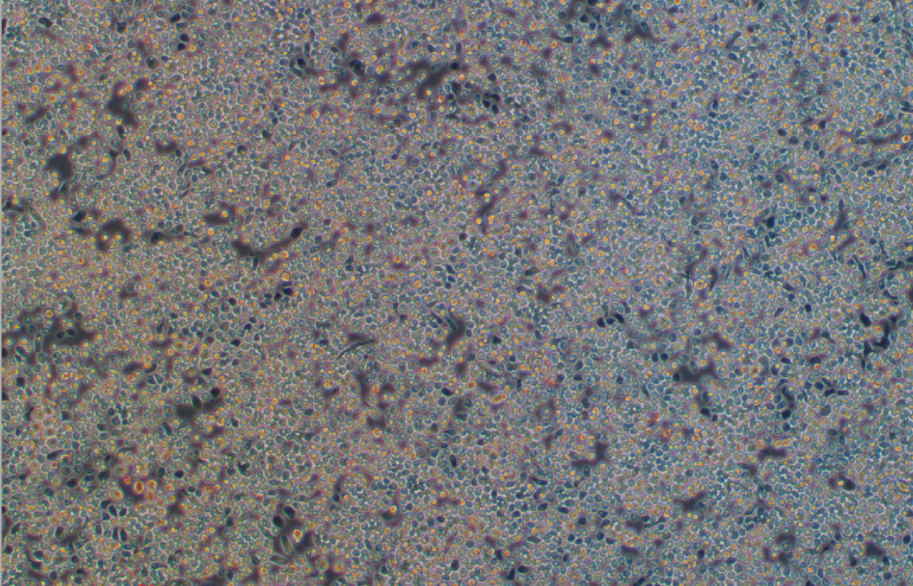 果蠅胚胎細(xì)胞S2(種屬鑒定)