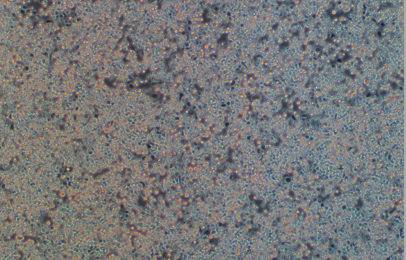 果蠅胚胎細(xì)胞S2(種屬鑒定)