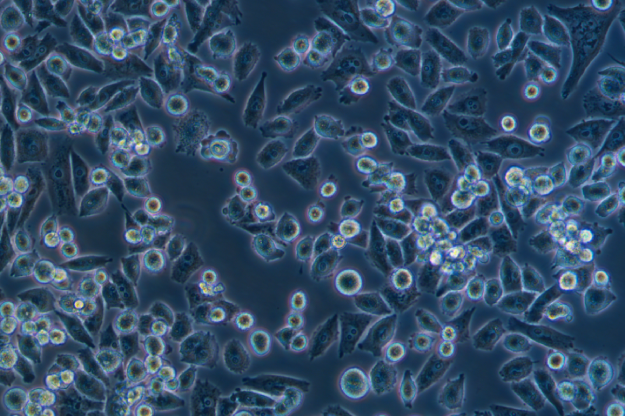 人胰腺癌吉西他濱耐藥株MIA-PACA-2/G